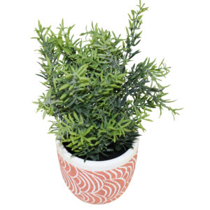 Plant in cement pot