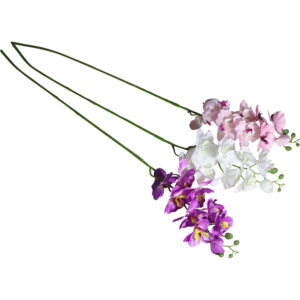 Butterfly orchid 100cmL