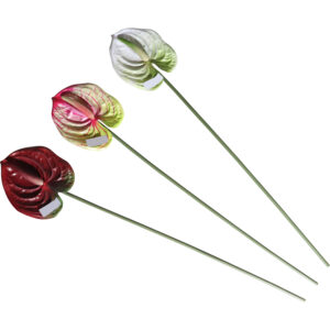 Anthurium single 67cmL