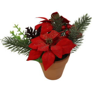 Poinsettia in terracotta pot 19cmH