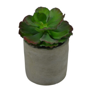 Plant in cement pot