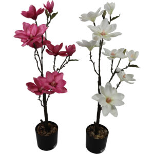 Magnolia tree in plastic pot 78cmH