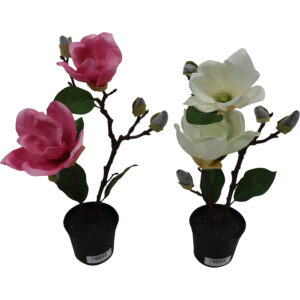 Magnolia tree in plastic pot 37cmH in ontwikkeling