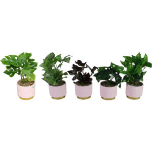 Green plant in ceramic pot 23-29cmH