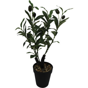 Olive tree in plastic pot 41cmH