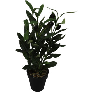 Olive tree in plastic pot 31cmH