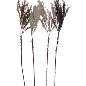 Grass plume 90cmL