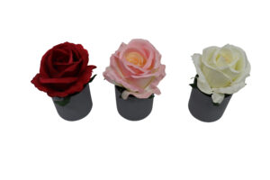 Rose in plastic pot 13cmH