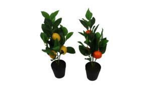 Fruit tree in plastic pot 40cmH