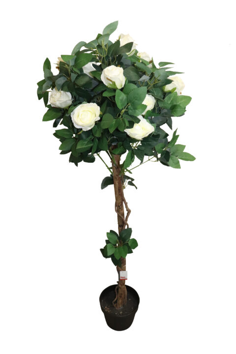 A23061505.JPG Rose tree in plastic pot 123cmH