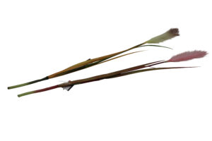 Grass spray w/plume 96cmL
