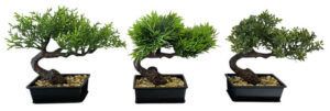Bonsai tree /plastic pot 17cmH