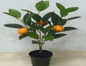 Orange tree in plastic pot 40cmH