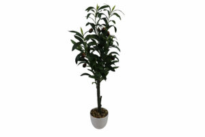 Olive tree in plastic pot 75cmH