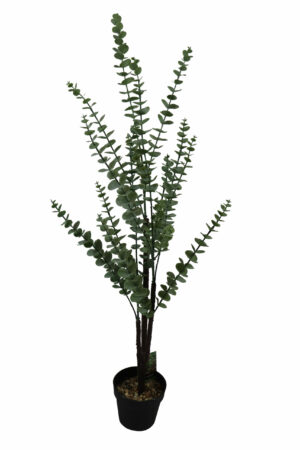 Eucalyptus tree in plastic pot 100cmH