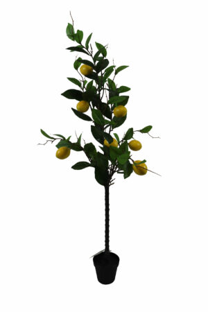 A23112599.JPG Lemon tree in plastic pot 100cmH