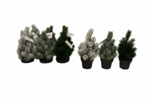 Pine tree in plastic pot 22cmH