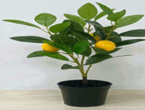 Lemon tree in plastic pot 40cmH