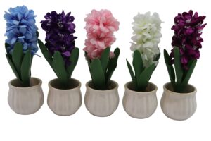 Hyacinth in ceramic pot 23cmH