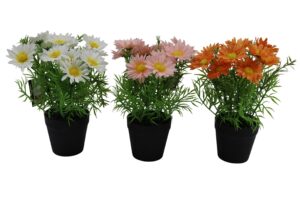 Daisy in plastic pot 25cmH