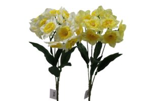 Narcissus bush 50cmH