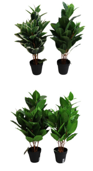 Green plant in plastic pot 70cmH, 3 branches