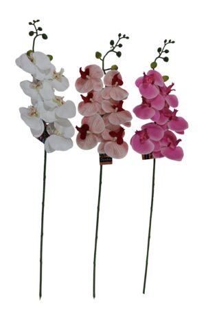 Single orchid RT 80cmL