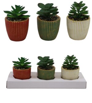 Succulent in cement pot S/3