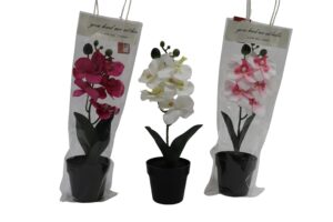 Orchid in gift bag 32cmH