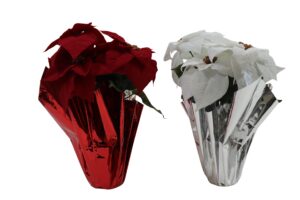 Poinsettia in foil wrapped 40cmH