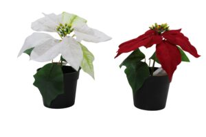 Poinsettia in plastic pot 21cmH
