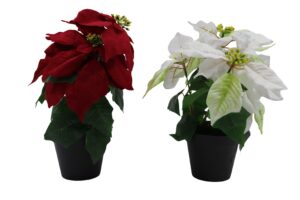 Poinsettia in plastic pot 33cmH