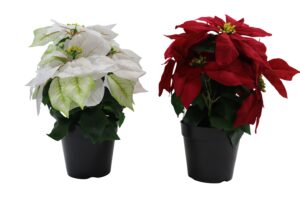 Poinsettia in plastic pot 37cmH