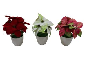Poinsettia in plastic pot 33cmH