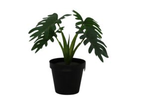 Green plant in plastic pot 23cmH