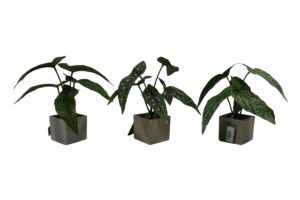 Plant in paper pot 22cmH