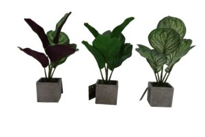 Plant in paper pot 29cmH