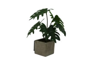 Plant in paper pot 23cmH