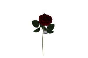 Rose single 50cmL