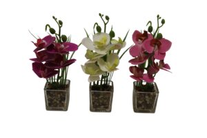 Orchid in glass pot 22cmH