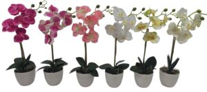 Orchid in plastic pot RT ca. 44cmH