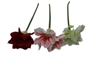 Single amaryllis 66cmL