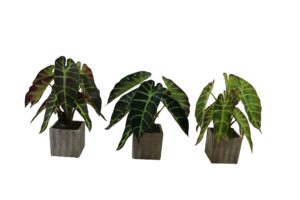 Plant in paper pot 28cmH