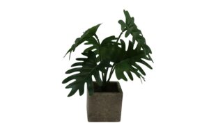 Plant in paper pot 24cmH