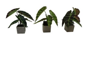 Plant in paper pot 25cmH