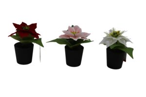 Poinsettia in plastic pot 13cmH