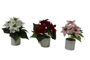 Poinsettia in plastic pot 23cmH