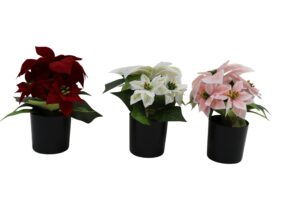 Poinsettia in plastic pot 26cmH