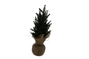 Pine tree in burlap wrapped pot 43cmH