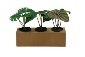 Green plant in plastic pot 16-17cmH S/3